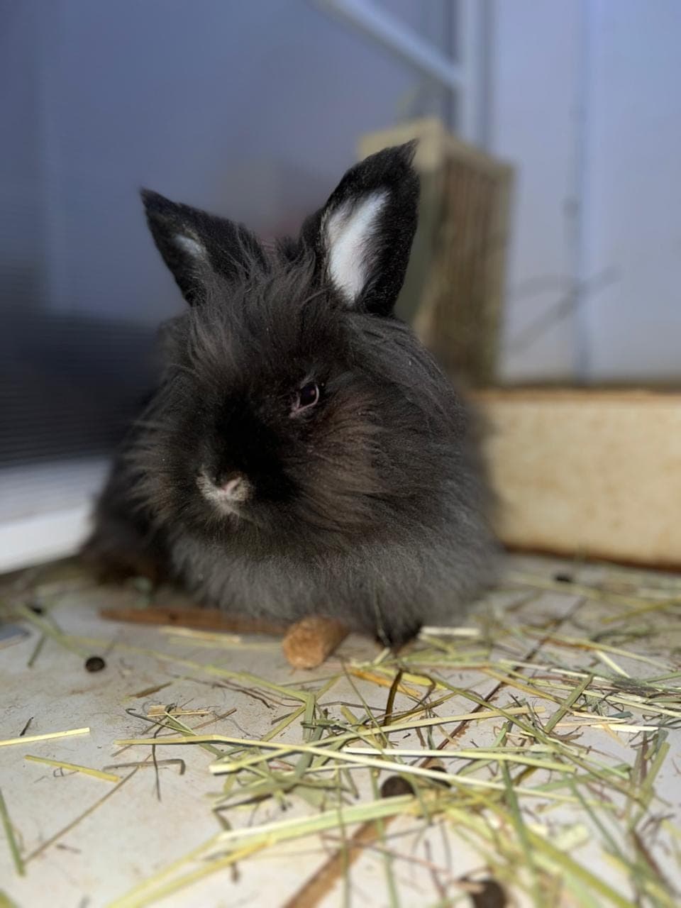 Oreo