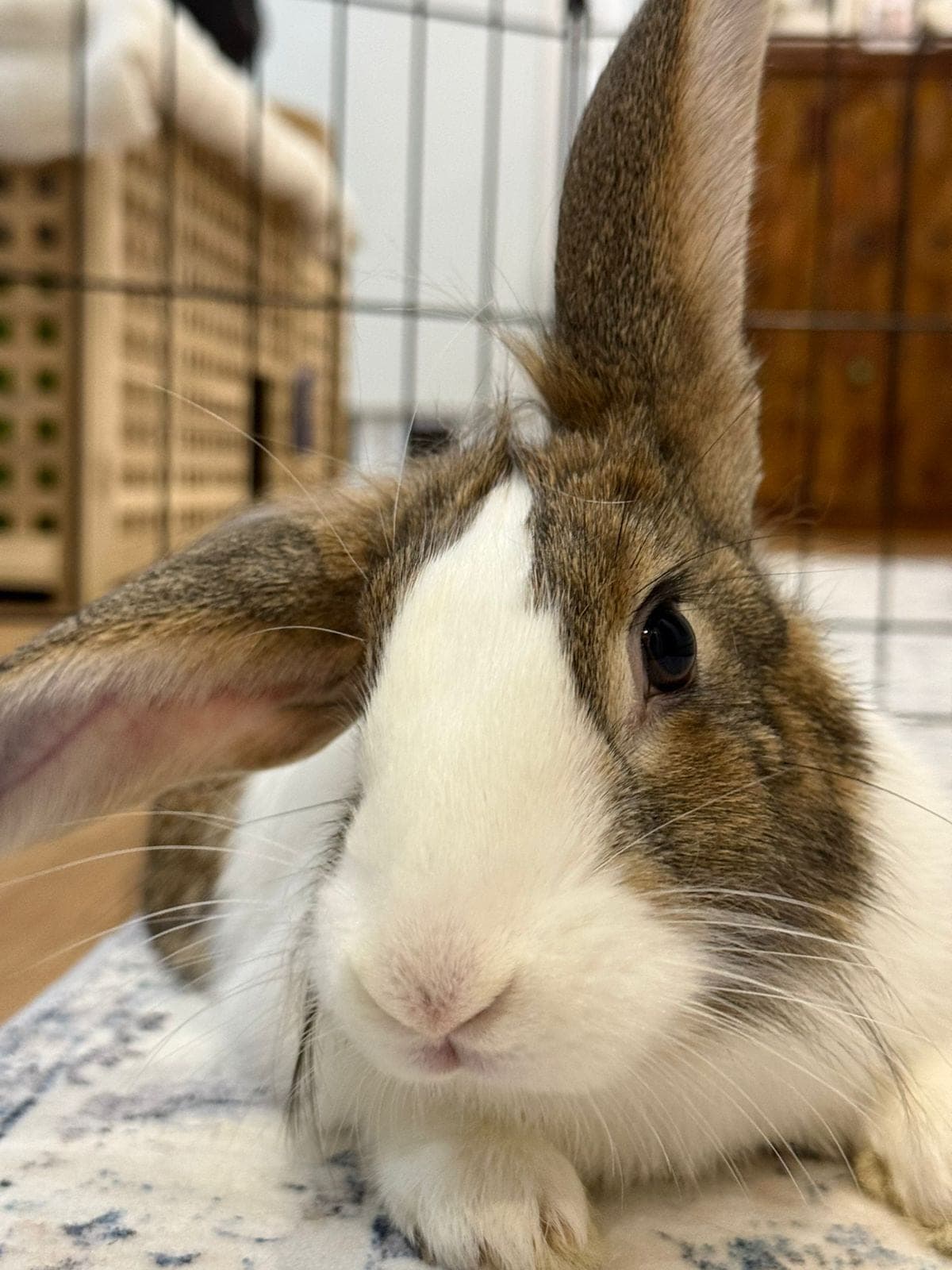 Noogie (FOSTER OR ADOPT)