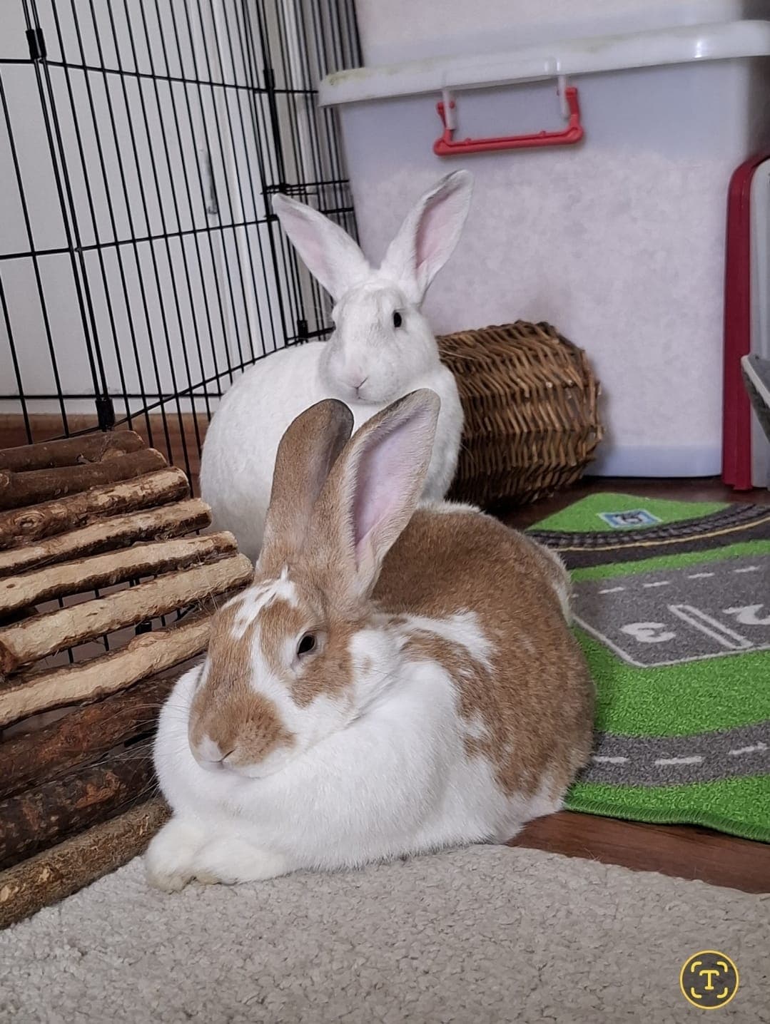 Bouncy & Jamie (M/F pair) IN FOSTER FOR 2 YRS PLS GIVE THEM A HOME!