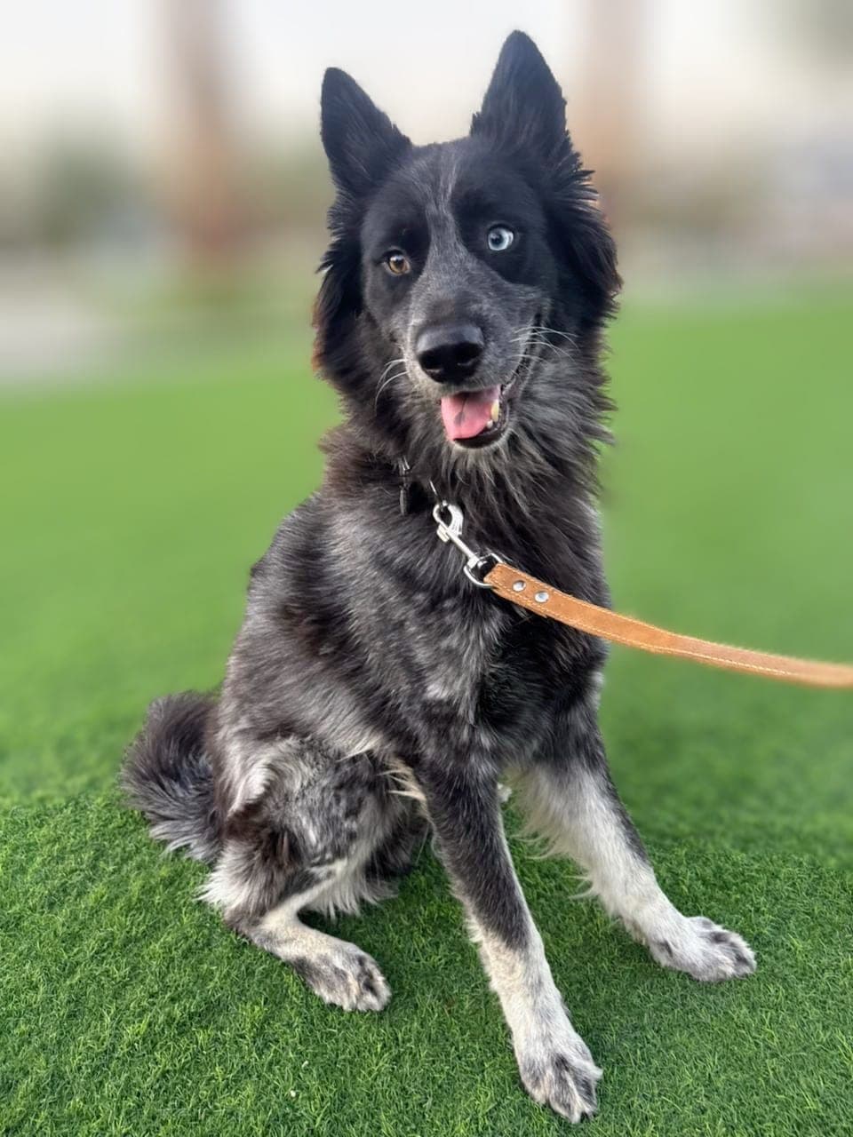 Enzo - adopted