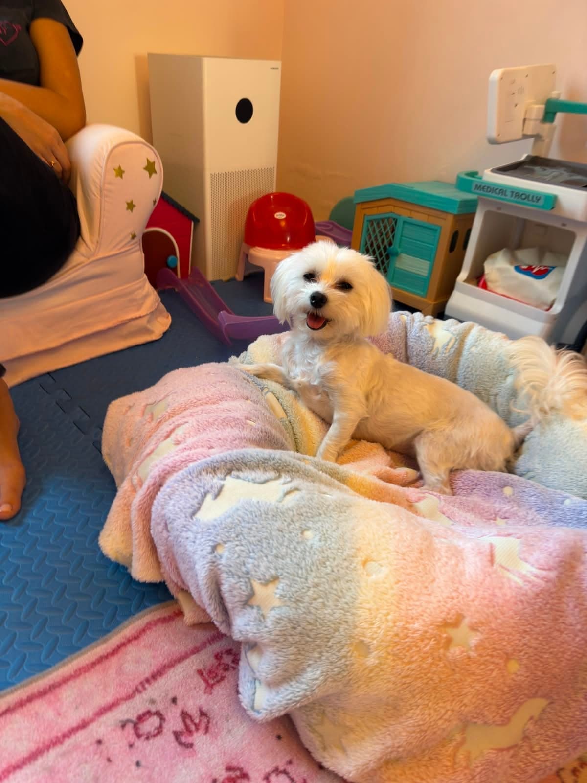 Luna - for foster or adoption