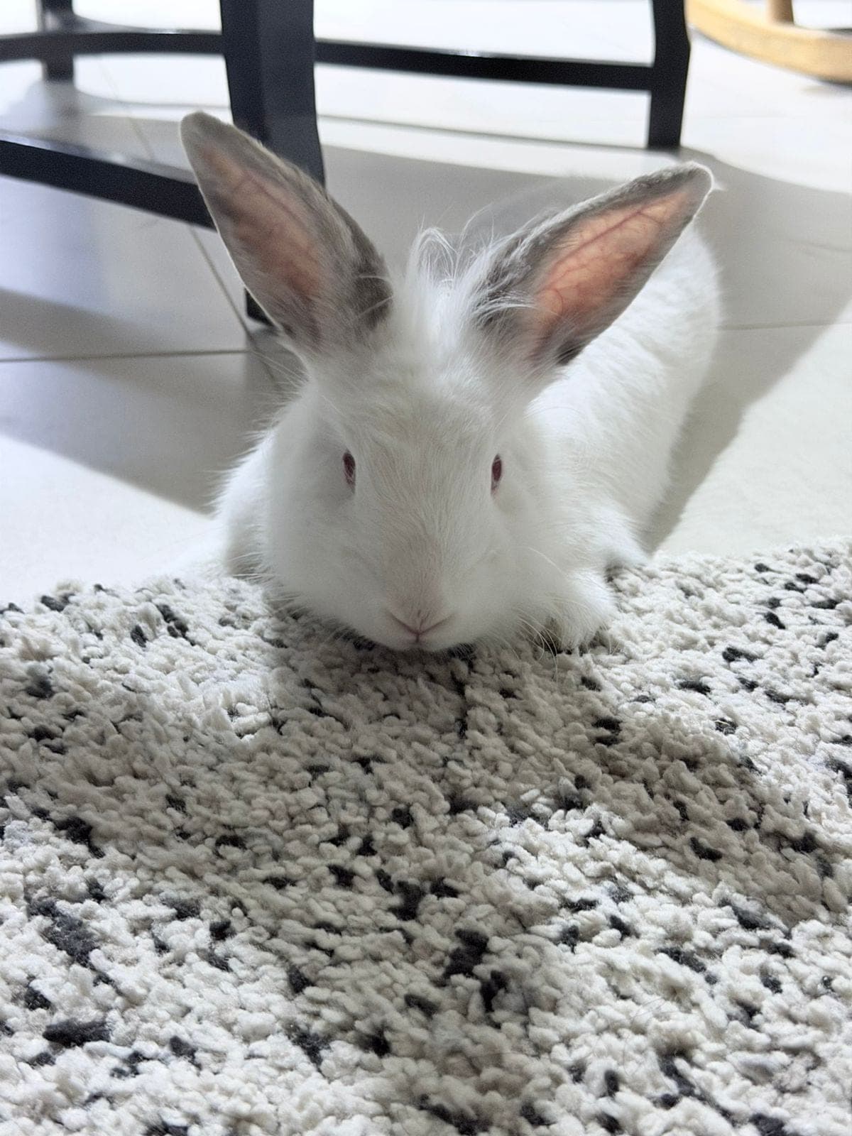 Sushi (FOSTER OR ADOPT)