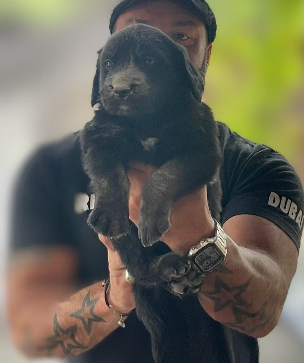 Otto