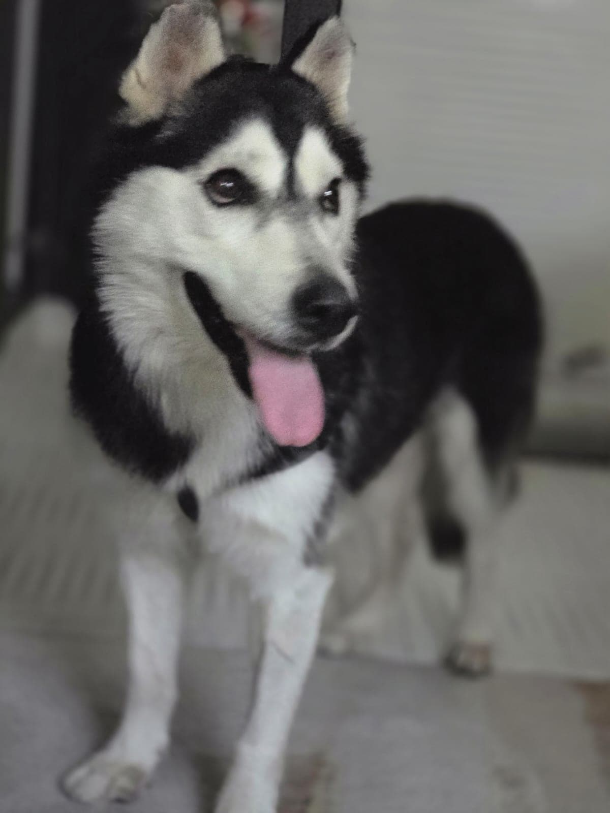 Gustav (Retirement home needed No Cats)