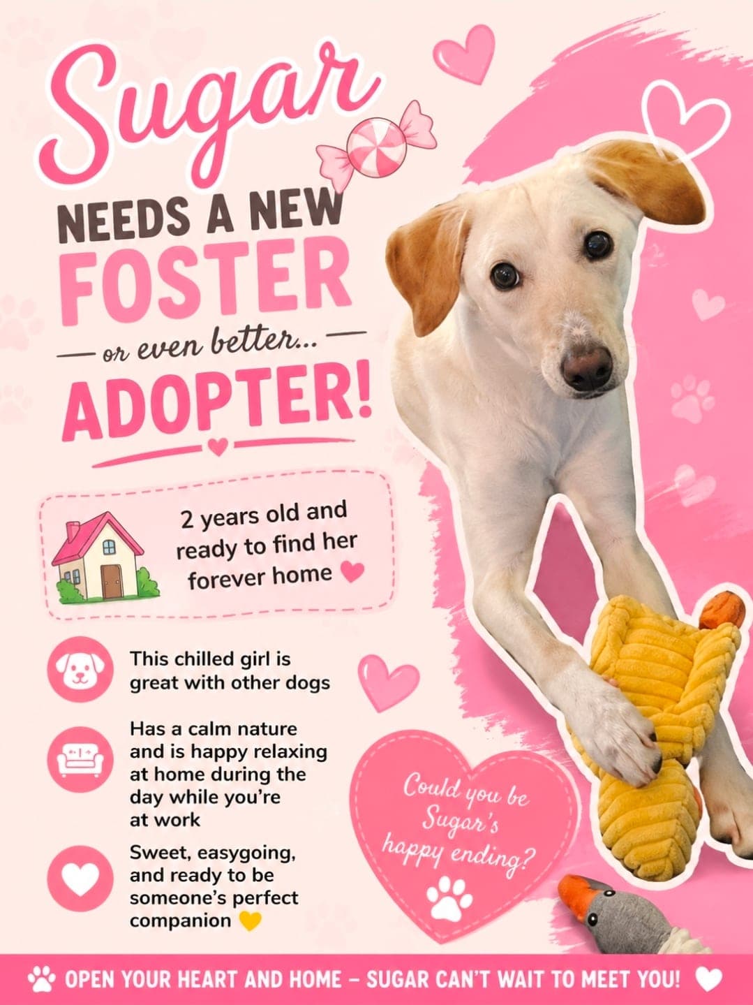 Sugar (URGENT FOSTER NEEDED)