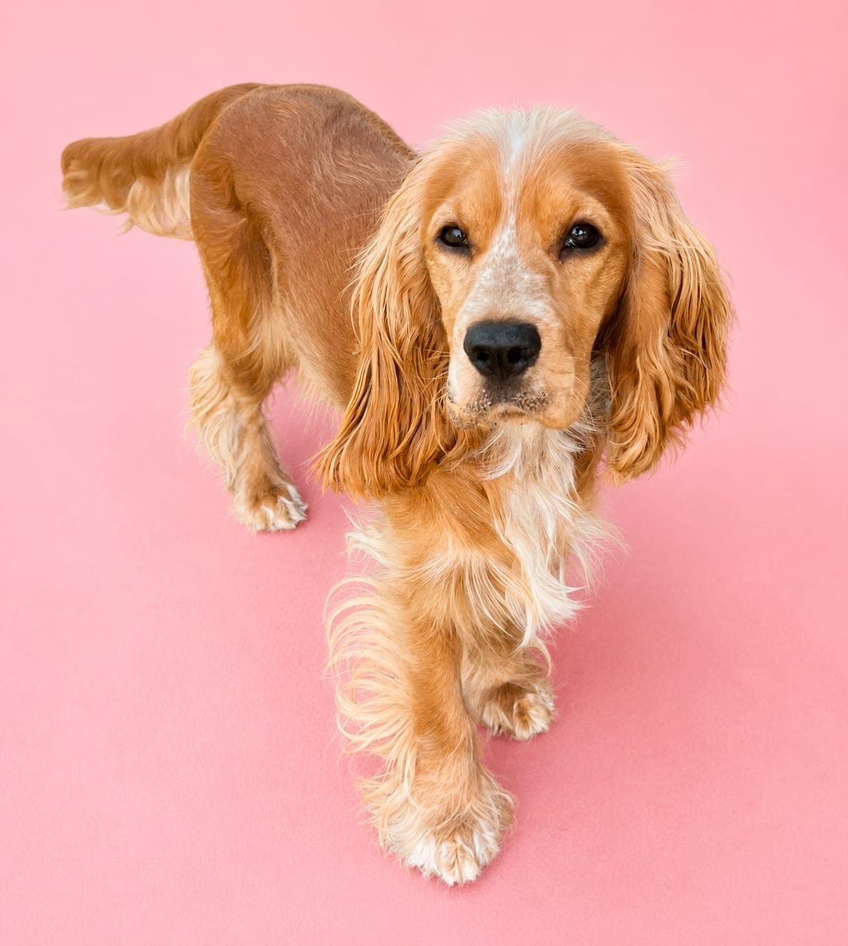 Maple - adopted