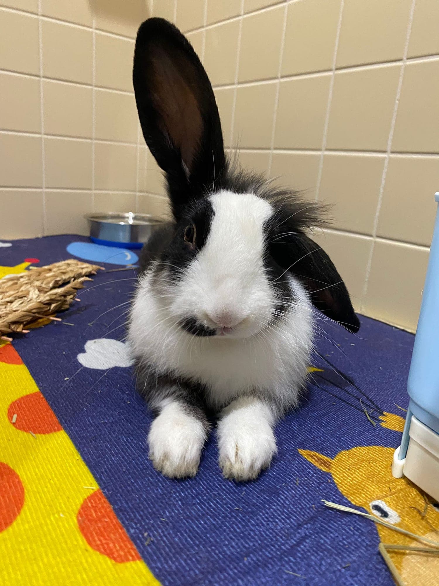 Pablo Escobun (FOSTER OR ADOPT)