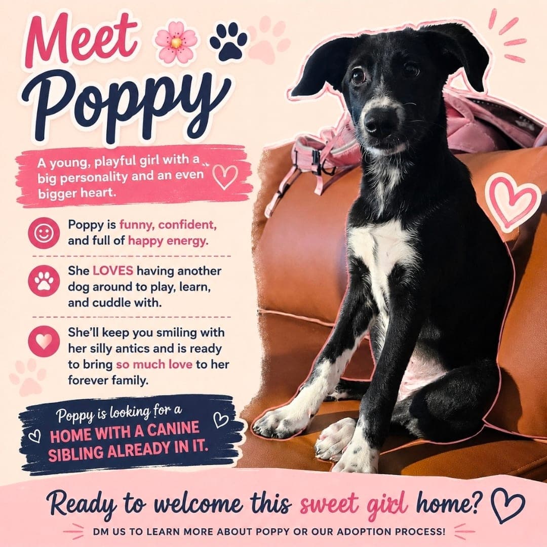 Poppy