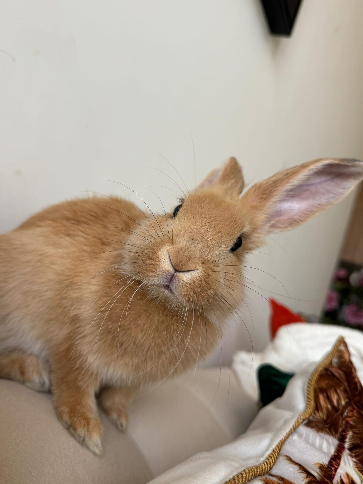 Amber (FOSTER OR ADOPT)