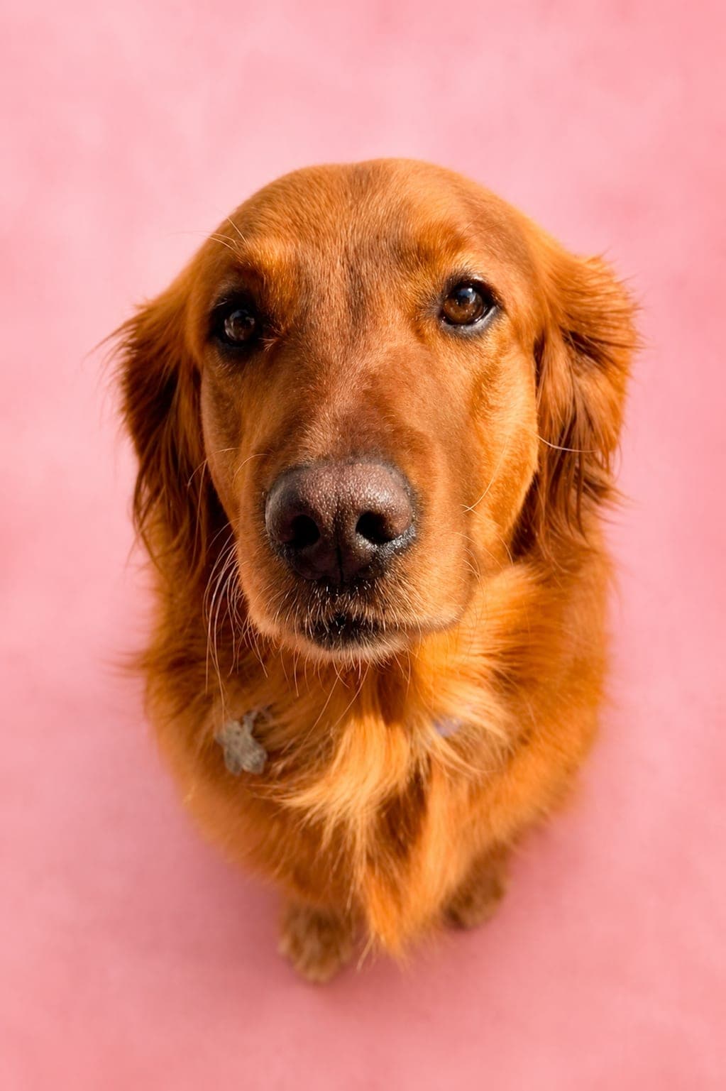 Pimento for foster or adoption