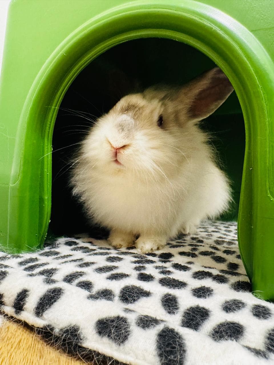 Belle
