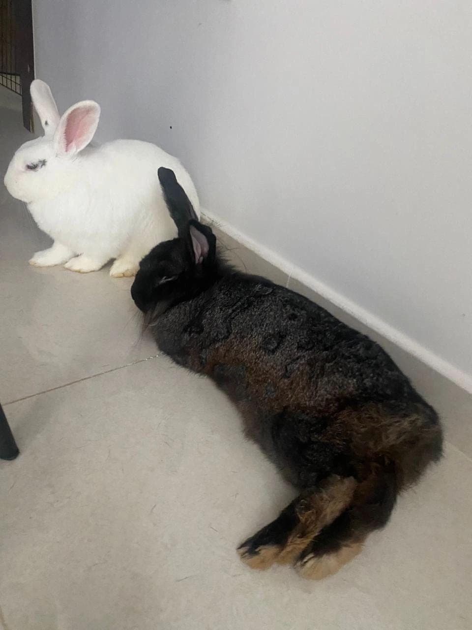 Lili & Bella (F/F) URGENT HOME NEEDED ABU DHABI