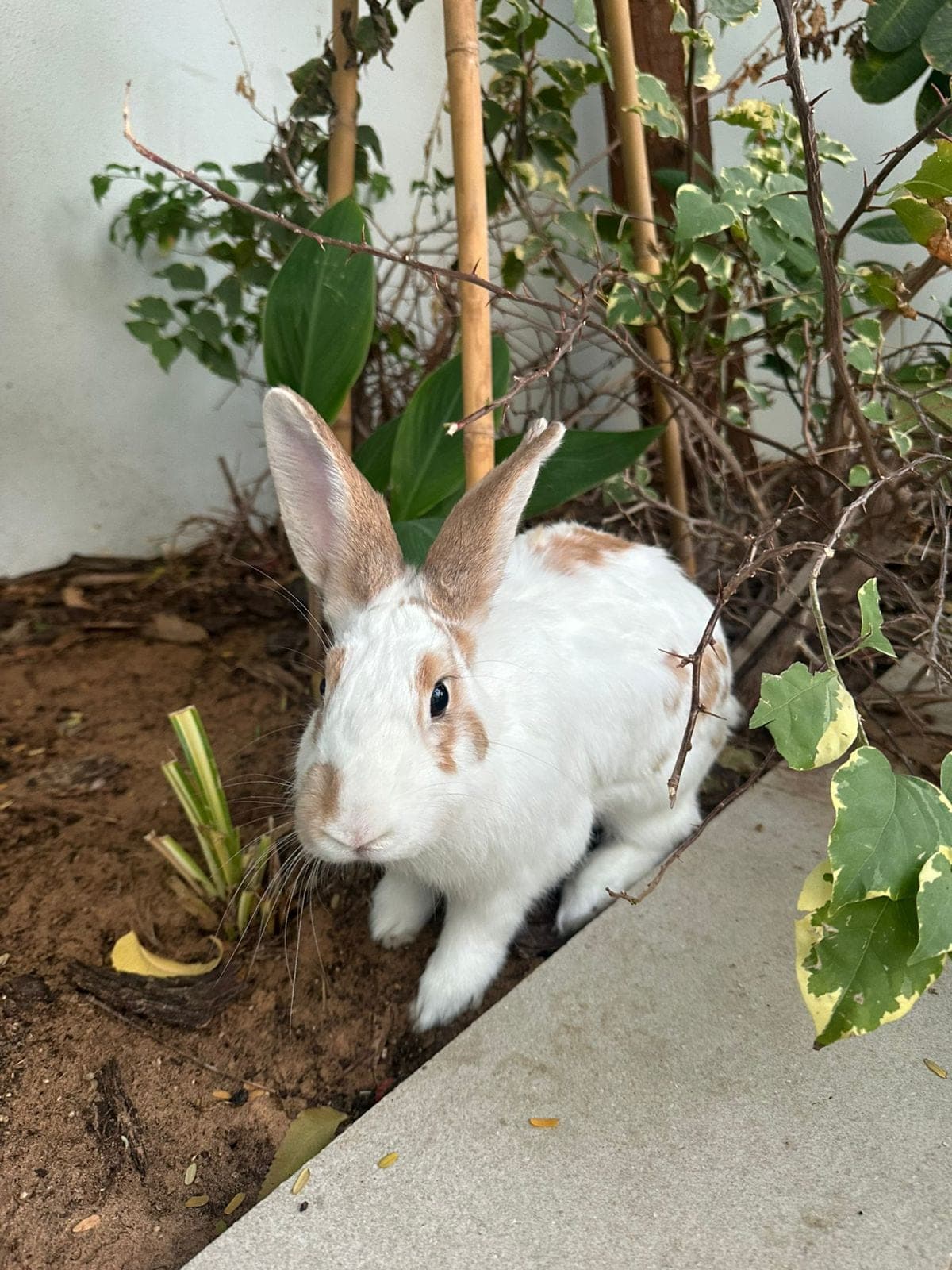 Delores (FOSTER OR ADOPT)