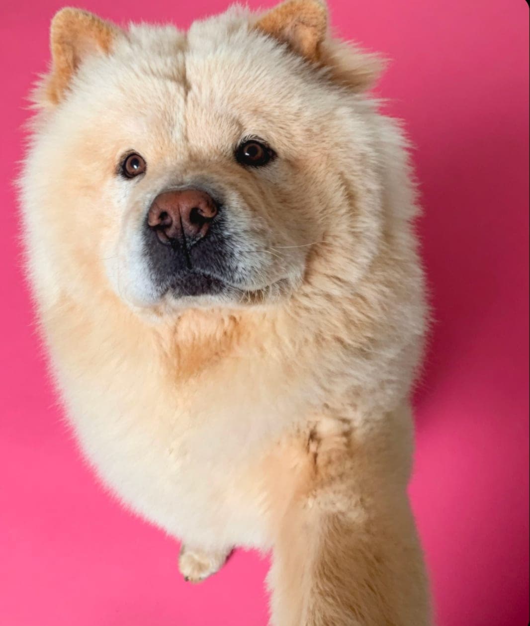 Bao